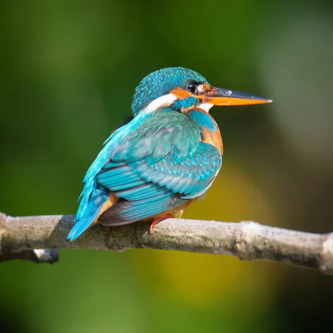 Kingfisher perched on a branch
